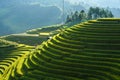 Terraced rice field in harvest season in Mu Cang Chai, Vietnam. Mam Xoi popular travel destination. Royalty Free Stock Photo