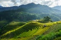 Terraced rice field in harvest season in Mu Cang Chai, Vietnam. Mam Xoi popular travel destination. Royalty Free Stock Photo