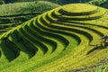 Terraced rice field in harvest season in Mu Cang Chai, Vietnam. Mam Xoi popular travel destination. Royalty Free Stock Photo