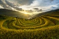 Terraced rice field in harvest season at sunset in Mu Cang Chai, Vietnam. Royalty Free Stock Photo