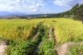 Terraced rice field with irrigation canal at Ban Pa Bong Piang, Chiang Mai in Thailand Royalty Free Stock Photo