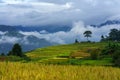 Terraced rice field landscape in harvesting season with low clouds in Y Ty, Bat Xat district, Lao Cai, north Vietnam