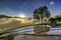 Terraced rice field landscape with road and big tree in Choan Then, Y Ty, Bat Xat