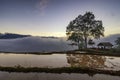 Terraced rice field landscape with road and big tree in Choan Then, Y Ty, Bat Xat