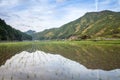 Terraced rice field Royalty Free Stock Photo