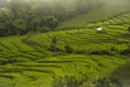 Terraced Rice Field with mist