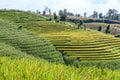 Terraced rice field with mountain background at Ban Pa Bong Piang, Chiang Mai in Thailand Royalty Free Stock Photo