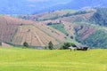 Terraced rice field with mountain background at Ban Pa Bong Piang, Chiang Mai in Thailand, focus on cottage. Royalty Free Stock Photo