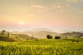 Terraced rice field