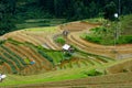 Terraced rice field in Mu Cang Chai, Vietnam