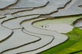 Terraced rice field in Mu Cang Chai, Vietnam