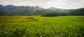 Terraced rice field in Northern Vietnam Royalty Free Stock Photo