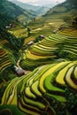Terraced rice field in Pa Pong Piang, Vietnam