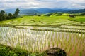 Terraced rice field in Pa Pong Pieng. Chiang Mai ,Thailand. Royalty Free Stock Photo