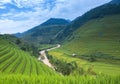 Terraced rice field in rice season Royalty Free Stock Photo