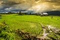 Terraced rice field with sun rays and dramatic sky in Pa Pong Pieng. Chiang Mai ,Thailand. Royalty Free Stock Photo