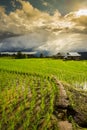 Terraced rice field with sun rays and dramatic sky in Pa Pong Pieng. Chiang Mai ,Thailand. Royalty Free Stock Photo