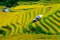 Terraced rice field in Vietnam