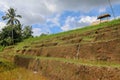 Terraced rice field in water season in Bali. Terrace rice fields