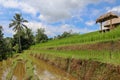 Terraced rice field in water season in Bali. Terrace rice fields