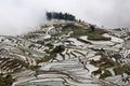 Terraced rice field in Yuanyang, Yunnan province, China Royalty Free Stock Photo