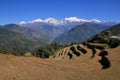 Terraced rice fields in the Annapurna Conservation Area and snow capped Manaslu Range,