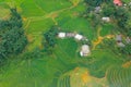 Terraced rice fields in harvest season, Muong Hoa Valley, Sappa, Northern Vietnam. Royalty Free Stock Photo