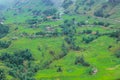 Terraced rice fields in harvest season, Muong Hoa Valley, Sappa, Northern Vietnam. Royalty Free Stock Photo