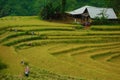 Terraced rice fields in harvest season, Muong Hoa Valley, Sappa, Northern Vietnam