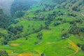 Terraced rice fields in harvest season, Muong Hoa Valley, Sappa, Northern Vietnam. Royalty Free Stock Photo