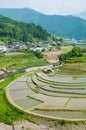 Terraced rice fields in Japan