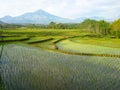 Terraced rice fields in Java Royalty Free Stock Photo