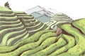 Terraced rice fields in the mountains