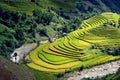 Terraced rice fields in Mu Cang Chai, Yen Bai, Vietnam. Royalty Free Stock Photo