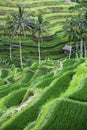Terraced rice-fields step Royalty Free Stock Photo