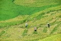 Terraced rice fields and traditional houses of the H`Mong ethnic people Royalty Free Stock Photo