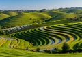 Terraced rice fields under a clear blue sky, with meticulous rows Royalty Free Stock Photo