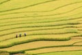 Terraced rice fields in Vietnam Royalty Free Stock Photo