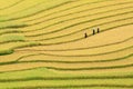 Terraced rice fields in Vietnam Royalty Free Stock Photo