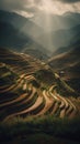 Terraced rice fields in vietnam