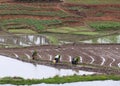 Terraced rice fields in Yuanyang county, Yunnan, China Royalty Free Stock Photo