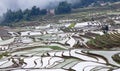 Terraced rice fields in Yuanyang county, Yunnan, China Royalty Free Stock Photo