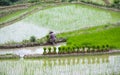 Terraced rice fields in Yuanyang county, Yunnan, China Royalty Free Stock Photo