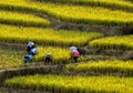 Terraced rice on Mountain, Chiangmai Province, Northern of Thailand