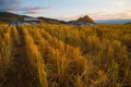 Terraced rice on Mountain, Chiangmai Thailand