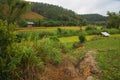 Terraced rice on Mountain, Chiangmai Thailand