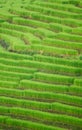 The terraced rice paddy in Bong Piang village Chiang mai Thailand