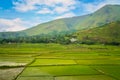 Ricefields of Sumatra Royalty Free Stock Photo