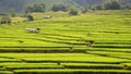 Terraced ripe rice field and hut