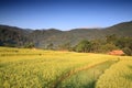 Terraced ripe rice fields with house